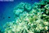 Underwater Pic 1