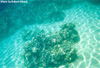 Underwater Pic 5