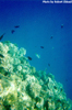 Underwater Pic 2
