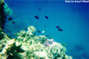 Underwater Pic 6