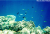Underwater Pic 7