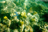 Underwater Pic 10