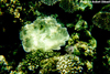 Underwater Pic 8