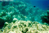 Underwater Pic 9
