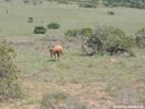 Amakhala Hartebeest