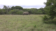 Amakhala White Rhinocerus 06