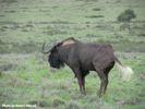 Wildebeest 1