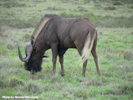 Wildebeest 2