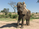 Antelope Park, Zimbabwe, Elephant Training