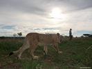 Antelope Park, Zimbabwe, Lion Walk 04