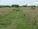 Antelope Park, Zimbabwe, Lion Walk 08