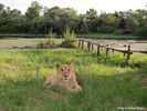 Antelope Park, Zimbabwe, Lodges 02