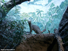 Berlin Zoo Jaguarundi 1