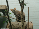 Berlin Zoo Rusty-Spotted Cat 1