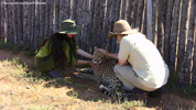 Daniell Cheetah Breeding Cheetah Ola, Miriam Oldenburg and Robert Eklund l