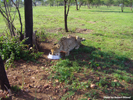 Dell Cheetah Centre Feeding 02