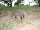 Etosha Banded Mongoose 1