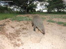 Etosha Banded Mongoose 2