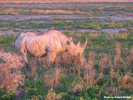 Etosha BlackRhinoceros 1