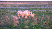 Etosha Black Rhinoceros 2