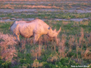 Etosha Black Rhinoceros 3