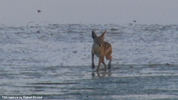 Etosha Black-Backed Jackal 3