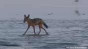 Etosha Black-Backed Jackal 4