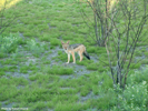Etosha Black-Backed Jackal 7
