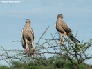 Etosha Brown Snake Eagles