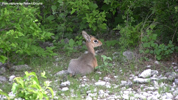 Etosha Dik-Dik 6