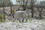 Etosha Elephant 1