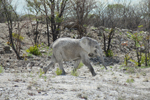 Etosha Elephant 2