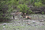 Etosha Hyena 1
