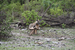 Etosha Hyena 2