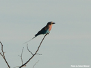 Etosha Lilac-Breasted Roller