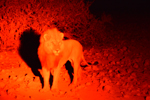 Etosha Lion Night Drive 2