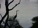 Kruger Birds 04
