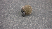 Kruger Dung Beetles 01