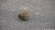 Kruger Dung Beetles 02