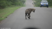 Kruger Hyena 02