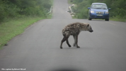 Kruger Hyena 02