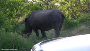 Kruger Rhinoceros 02