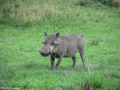 Moholoholo Warthog