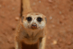 Naankuse Foundation - Meerkat Portrait