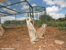 Naankuse Foundation - Meerkats 2