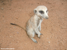 Naankuse Foundation - Meerkats 3