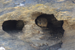 Naankuse Foundation - Rock Hyrax 1