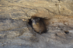 Naankuse Foundation - Rock Hyrax 3