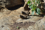Naankuse Foundation - Rock Hyrax 4